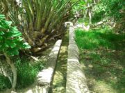 Les oasis maghrébins : leur importance pour le développement durable