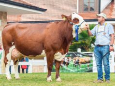 Le nouveau numĂ©ro de L’Émission CAN rĂ©vèle le Maroc en mode France 98 : Une rĂ©volution dans la tĂ©lĂ©vision maghrĂ©bine Marocain en costume traditionnel regardant la tĂ©lĂ©vision qui diffuse le match de France '98