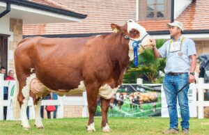 Le nouveau numéro de L’Émission CAN révèle le Maroc en mode France 98 : Une révolution dans la télévision maghrébine Marocain en costume traditionnel regardant la télévision qui diffuse le match de France '98