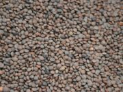 Lentilles marocaines : un récit culinaire des traditions familiales Moroccan family preparing lentil dish for dinner