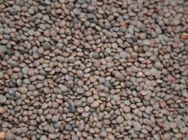 Moroccan family preparing lentil dish for dinner