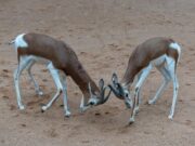 Comment réussir ses cornes de gazelle marocaines : Les secrets du succès Family preparing Moroccan horn of gazelle dish with steaming plates and ingredients