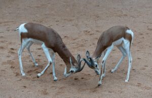 Comment réussir ses cornes de gazelle marocaines : Les secrets du succès Family preparing Moroccan horn of gazelle dish with steaming plates and ingredients
