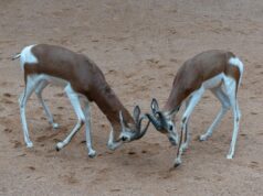 Kaab el ghzal : les cornes de gazelle pour les nuits du Ramadan Famille autour d'une table décorée pendant les nuits du Ramadan avec des cornes de gazelle