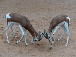 Kaab el ghzal : les cornes de gazelle pour les nuits du Ramadan Famille autour d'une table décorée pendant les nuits du Ramadan avec des cornes de gazelle