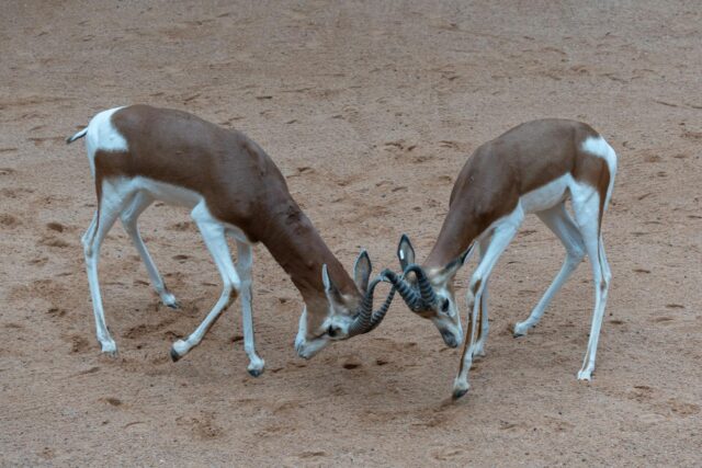 Famille autour d'une table décorée pendant les nuits du Ramadan avec des cornes de gazelle