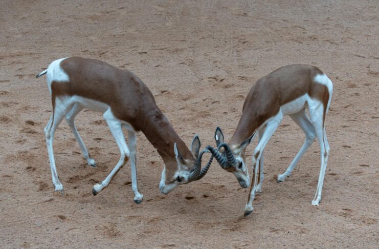 Famille autour d'une table décorée pendant les nuits du Ramadan avec des cornes de gazelle