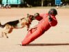 Le cas de la colère à Perpignan : les mesures prises après l’incident avec un chien rabide Chien rabide en cour d'attaque, mesures prises à Perpignan