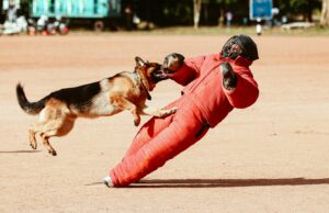 Le cas de la colère à Perpignan : les mesures prises après l’incident avec un chien rabide Chien rabide en cour d'attaque, mesures prises à Perpignan