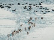 Une nouvelle série télévisée: A Sámi Wedding – Une histoire d’amour et de tradition Sami wedding couple in traditional Lapland attire
