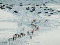 Une nouvelle série télévisée: A Sámi Wedding – Une histoire d’amour et de tradition Sami wedding couple in traditional Lapland attire