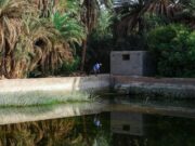 Oasis du Maghreb: les endroits oubliés du développement durable Famille se promenant dans une oasis verdoyante au Maghreb, entourés de palmiers datés et figuiers