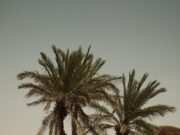 Le Maroc : un paradis touristique pour les amoureux du désert et des fleurs sauvages Couple standing among vibrant wildflowers amidst giant palms in the Moroccan desert