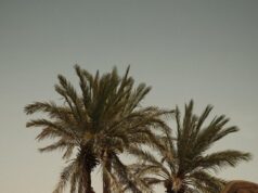 Le Maroc : un paradis touristique pour les amoureux du désert et des fleurs sauvages Couple standing among vibrant wildflowers amidst giant palms in the Moroccan desert