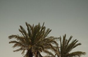 Le Maroc : un paradis touristique pour les amoureux du désert et des fleurs sauvages Couple standing among vibrant wildflowers amidst giant palms in the Moroccan desert