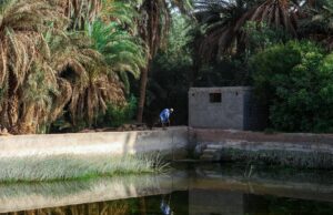 Oasis du Maghreb: les endroits oubliés du développement durable Famille se promenant dans une oasis verdoyante au Maghreb, entourés de palmiers datés et figuiers