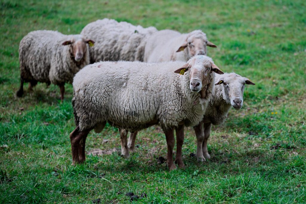Protestations agricoles marocaines : les 200 moutons contre l’inspectrice académique
