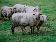 Protestations agricoles marocaines : les 200 moutons contre l’inspectrice académique protestations agricoles marocaines 200 featured image