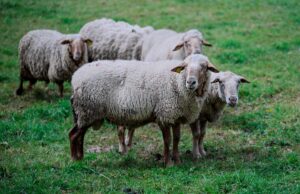 Protestations agricoles marocaines : les 200 moutons contre l’inspectrice académique protestations agricoles marocaines 200 featured image