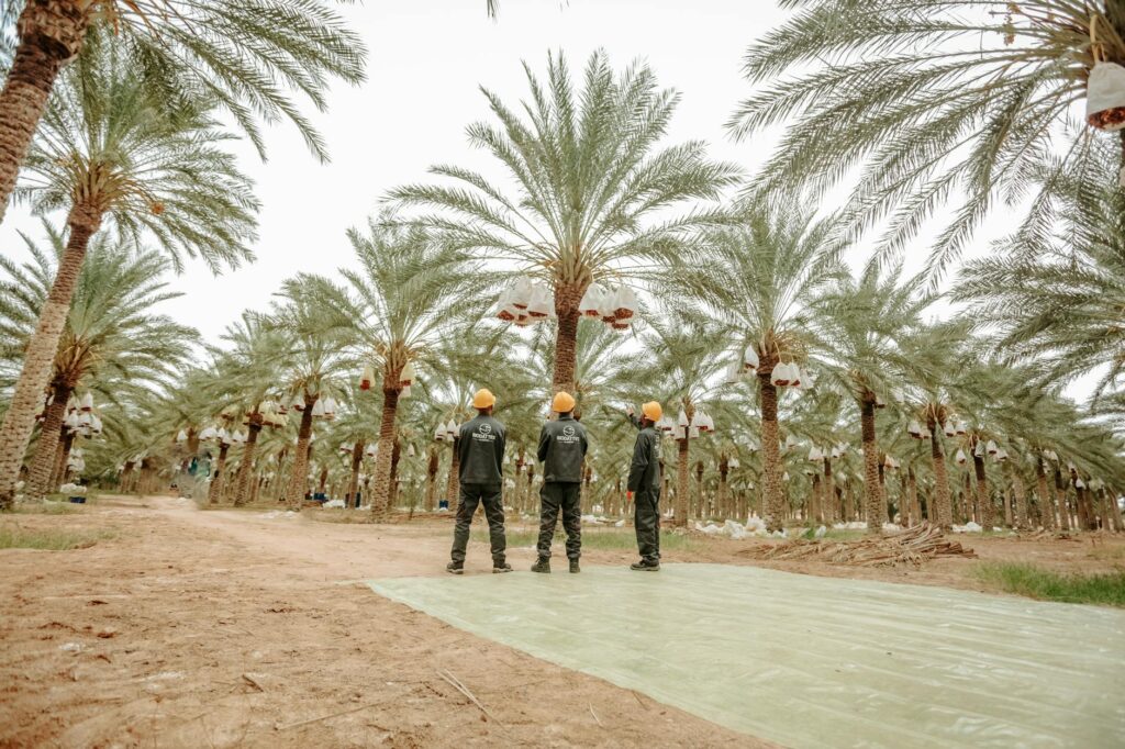 Sustainable oasis living: protégant les joyaux environnementaux du Maghreb