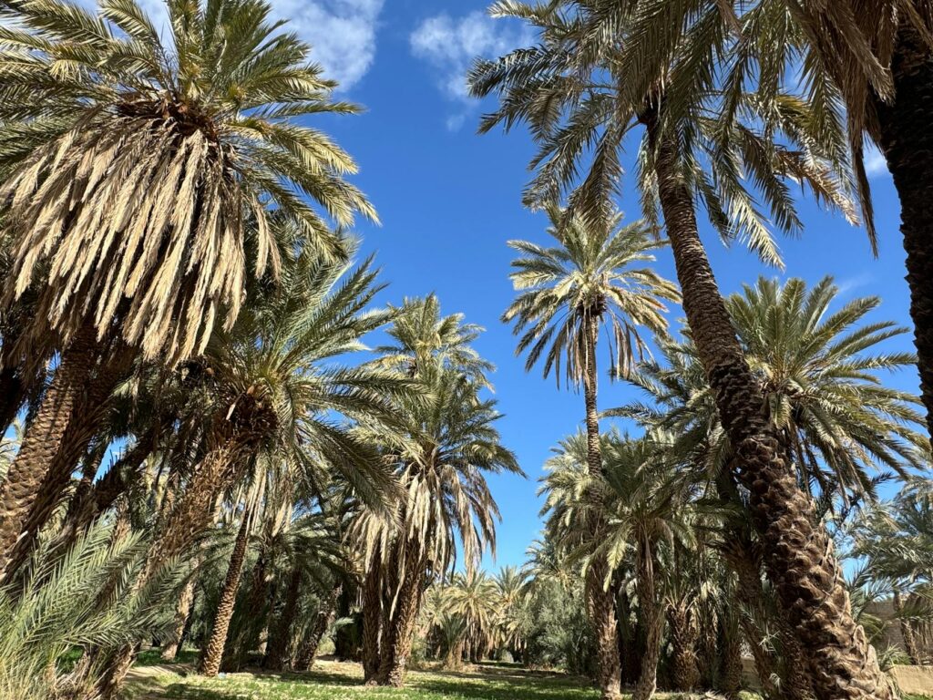 Oasis maghrébins : un voyage dans les cœurs du développement durable