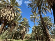 Oasis maghrébins : un voyage dans les cœurs du développement durable Family exploring an oasis in North Africa under the banner of sustainable development