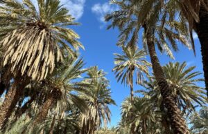 Oasis maghrébins : un voyage dans les cœurs du développement durable Family exploring an oasis in North Africa under the banner of sustainable development