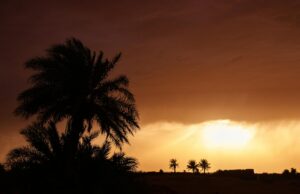 L’Oasis au Maroc : la défense de l’environnement dans la région du Sahara Famille visitant une oasis saharienne au Maroc, en danger à cause du développement humain et des pratiques agricoles traditio