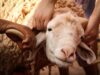 Les règles pour l’abattage et le transport des moutons en Algérie avant Aïd-el-Kébir Moutons en attente d'abattage et transport en Algérie pendant Aïd-el-Kébir