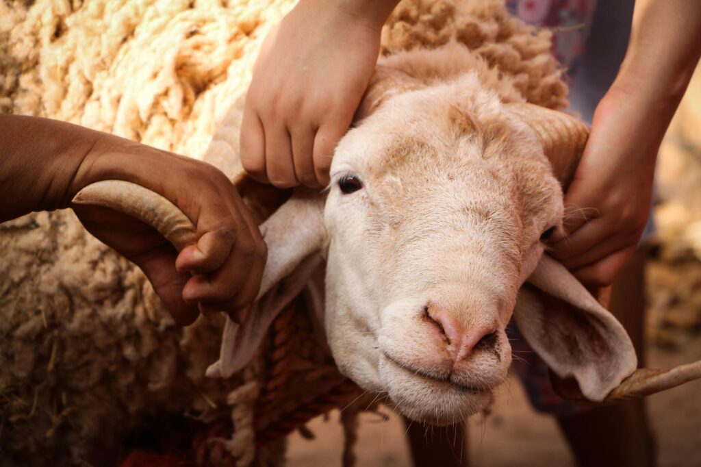 Les règles pour l’abattage et le transport des moutons en Algérie avant Aïd-el-Kébir
