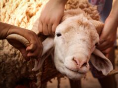 Les règles pour l’abattage et le transport des moutons en Algérie avant Aïd-el-Kébir Moutons en attente d'abattage et transport en Algérie pendant Aïd-el-Kébir