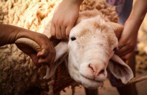 Les règles pour l’abattage et le transport des moutons en Algérie avant Aïd-el-Kébir Moutons en attente d'abattage et transport en Algérie pendant Aïd-el-Kébir
