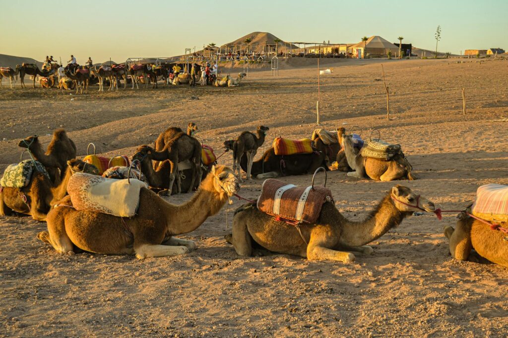Le Maroc, destination touristique favorite d’Afrique : des idées pour votre prochain voyage