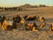 Le Maroc, destination touristique favorite d’Afrique : des idées pour votre prochain voyage Marrakech desert sunset, Moroccan family enjoying a camel ride