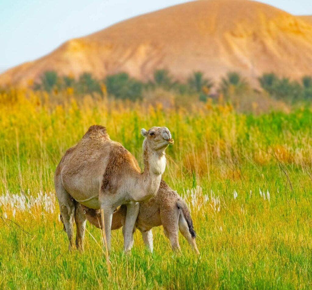 Les oasis marocaines menacées : la pasture et le désert