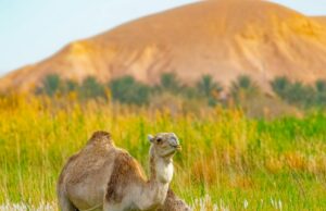 Les oasis marocaines menacées : la pasture et le désert oasis marocaines menacées pasture featured image
