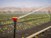 La réutilisation de techniques d’irrigation anciennes au Maroc sauve l’eau en 2026 Ancient irrigation techniques in use at a traditional Moroccan farm, water-saving solutions for 2026