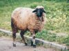Algérie : préparations pour l’importation d’un million de moutons avant Aïd al-Adha un million de moutons préparés pour l'Aïd al-Adha en Algérie
