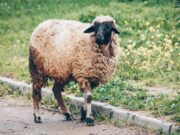 Algérie : préparations pour l’importation d’un million de moutons avant Aïd al-Adha un million de moutons préparés pour l'Aïd al-Adha en Algérie