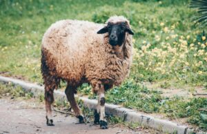 Algérie : préparations pour l’importation d’un million de moutons avant Aïd al-Adha un million de moutons préparés pour l'Aïd al-Adha en Algérie