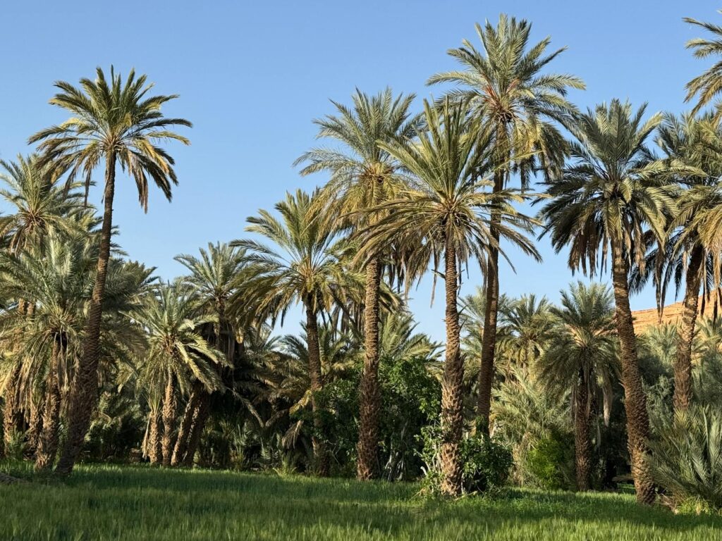 Les oasis marocaines en défis : Comment résister à l’avancée du désert et à la culture de la pastèque