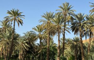 Les oasis marocaines en défis : Comment résister à l’avancée du désert et à la culture de la pastèque Moroccan woman tending to a date palm oasis in the Sahara desert