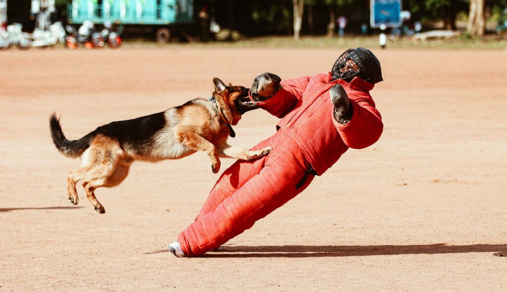 Rage à Perpignan : l’homme mort et le mystère du chien marocain