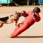 Rage à Perpignan : l’homme mort et le mystère du chien marocain
