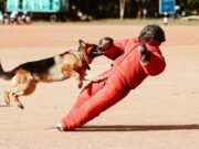 Rage à Perpignan : l’homme mort et le mystère du chien marocain Vieillard attachant son chien marocain à Perpignan, avec un suspect mystérieux derrière eux