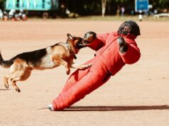 Rage à Perpignan : l’homme mort et le mystère du chien marocain Vieillard attachant son chien marocain à Perpignan, avec un suspect mystérieux derrière eux
