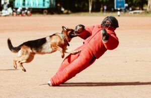 Rage à Perpignan : l’homme mort et le mystère du chien marocain Vieillard attachant son chien marocain à Perpignan, avec un suspect mystérieux derrière eux