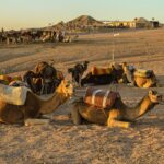 Ali Bin Towar voyage immersif au Maroc : rapprochement culturel entre les Maghrébins de la diaspora
