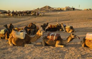Ali Bin Towar voyage immersif au Maroc : rapprochement culturel entre les Maghrébins de la diaspora Ali Bin Towar leading a group of diverse diaspora individuals immersed in Moroccan market scene