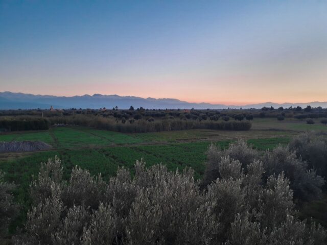 Pruneaux Haut-Atlas Pruneaux cultivés dans les montagnes du Haut Atlas, Maroc